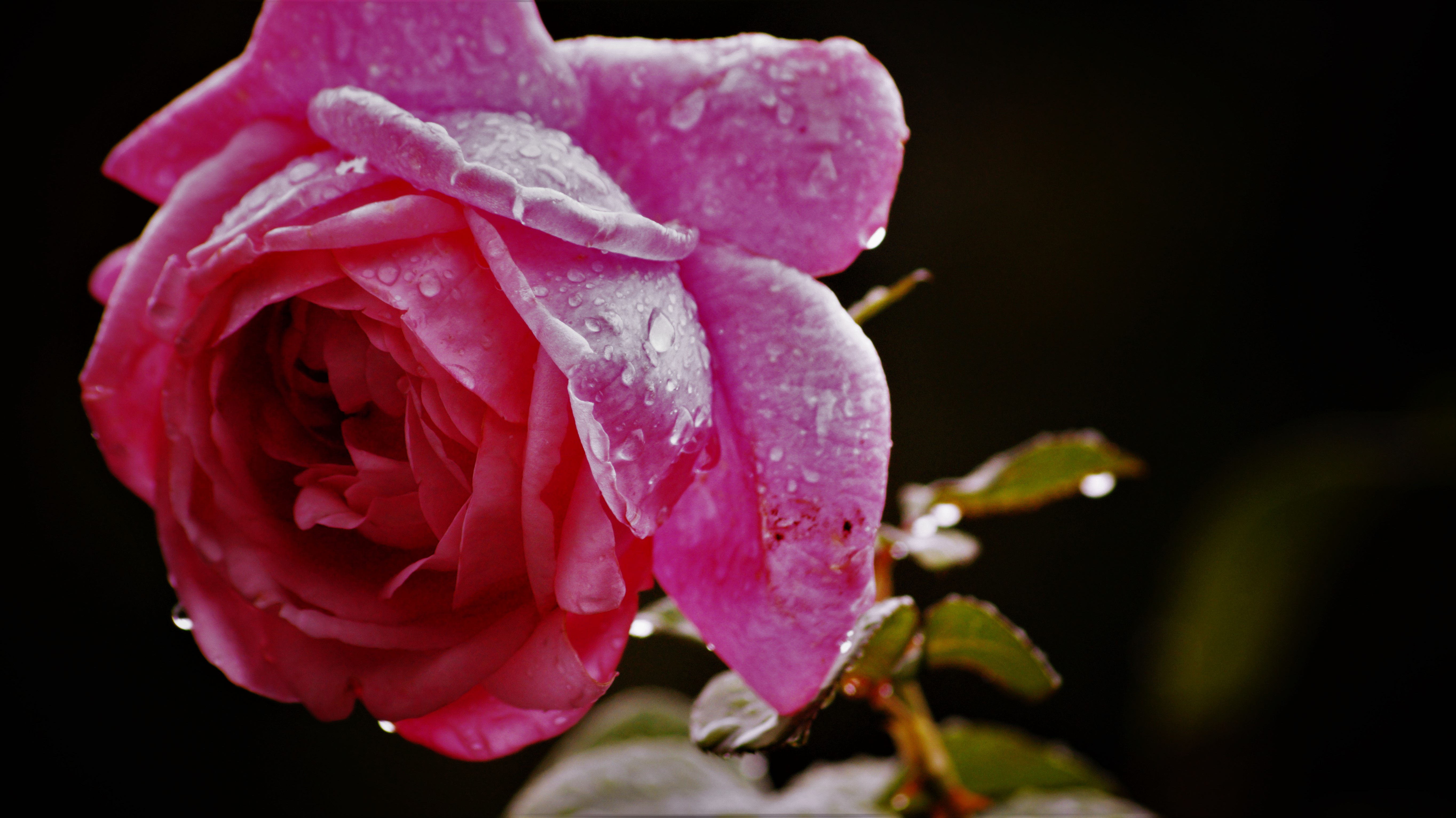 花 玫瑰 雨 - Pixabay上的免费照片 - Pixabay