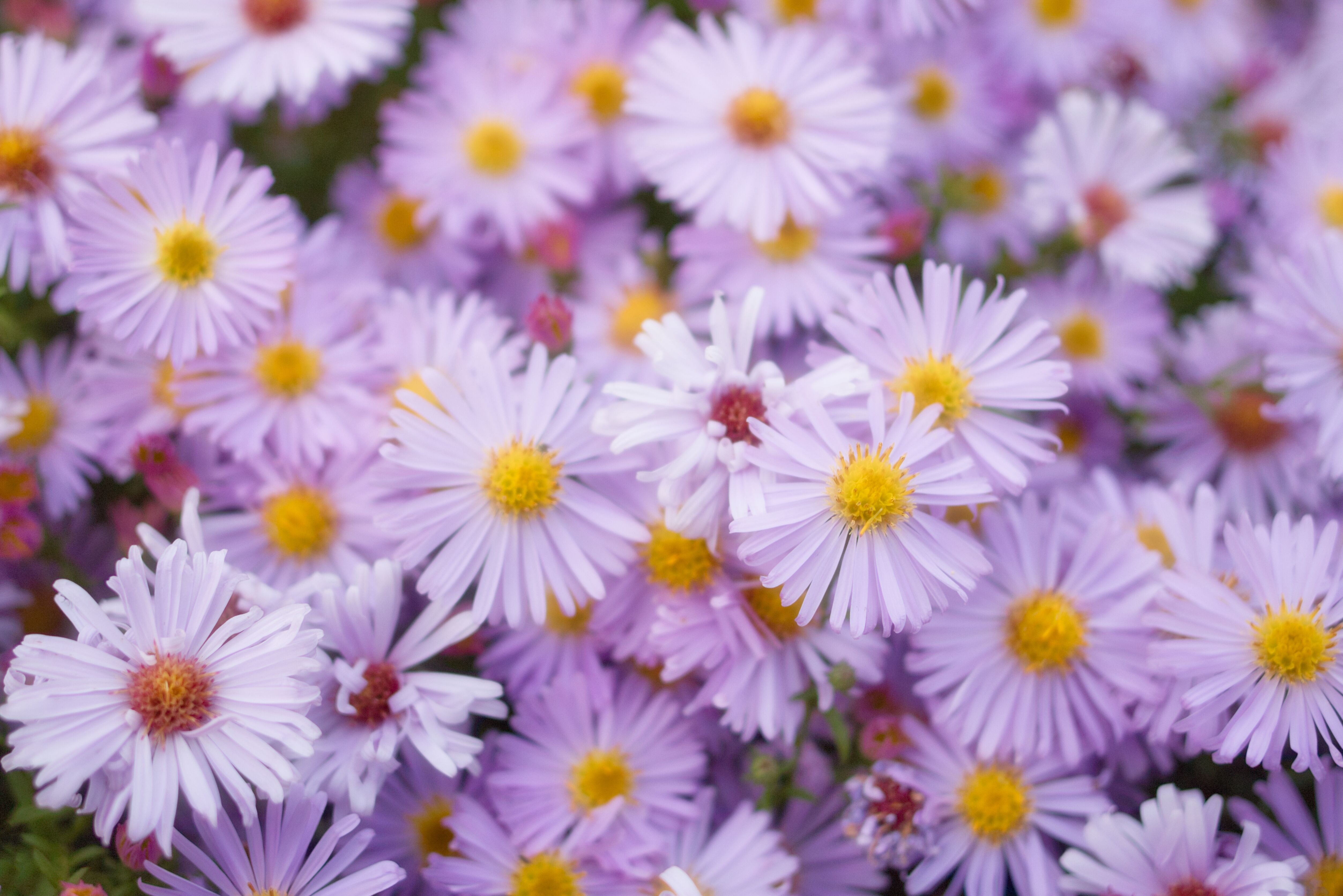 紫色雏菊在焦点摄影高清壁纸,高清图片,摄影-纯色壁纸